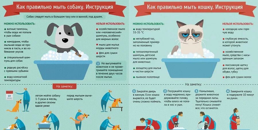 Температура воды для кошек. Инфографика инструкция. Инструкция как мыть собаку. Инфографика кошки. Инфографика примеры.