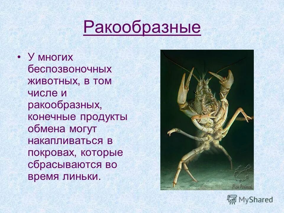 Беспозвоночные 6 класс биология. Доклад о беспозвоночных животных. Доклад на тему беспозвоночные животные. Презентация на тему беспозвоночные.