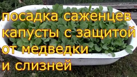 Защитить посадка