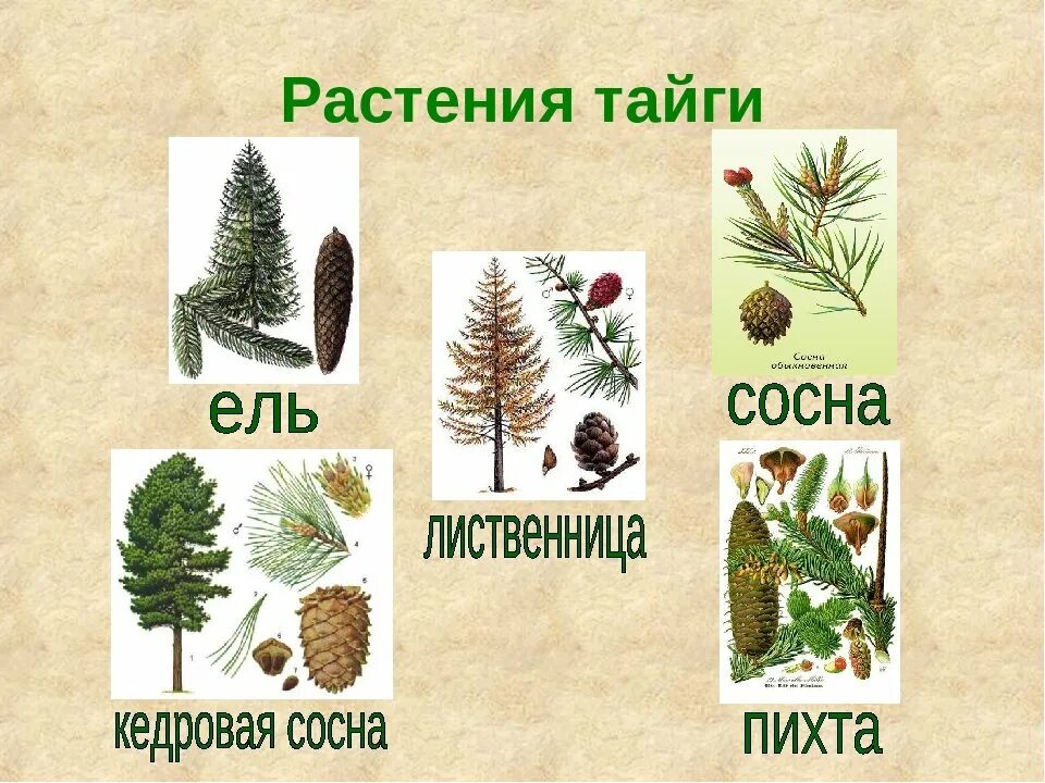 Какие растения и животные есть в тайге. Ель пихта сосна кедр лиственница. растительность тайги. растения обитающие в тайге. растения растущие в тайге.
