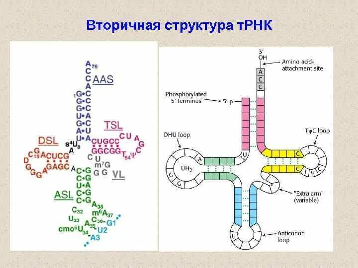 Строение ТРНК первичная структура. Первичная вторичная и третичная структура ТРНК. Первичная и вторичная структура ТРНК. Структуры РНК первичная вторичная и третичная.