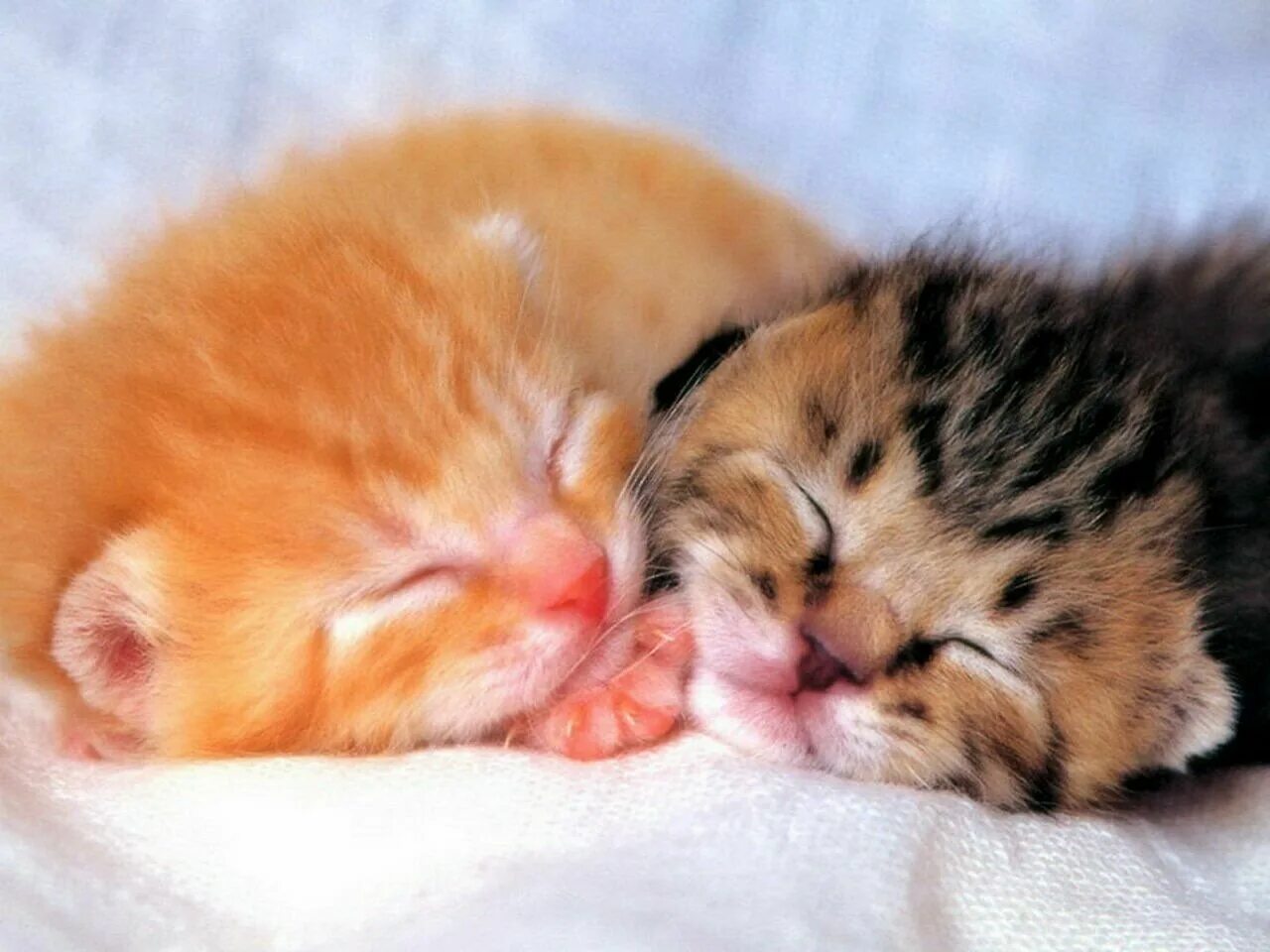 Маленький спящий котенок. Котенок спит. Милые коты. Котёнок во сне к чему. Котик спит.