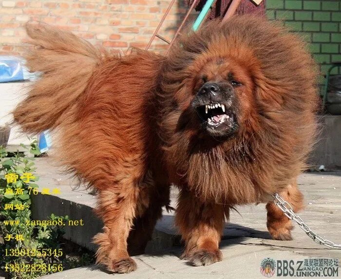 красный тибет. собака тибетский мастиф. тибетский мастиф. тибетский мастиф. красный тибетский мастиф.