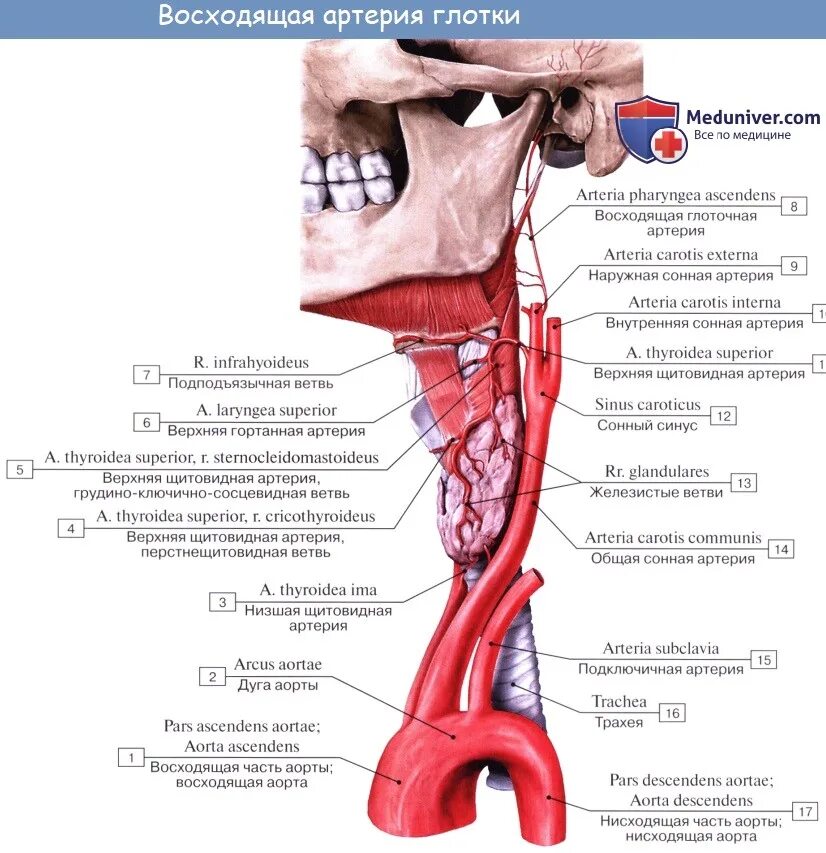 Ветви верхней щитовидной артерии. Наружная и внутренняя Сонная артерия анатомия. Верхняя щитовидная артерия ветви схема. Кровоснабжение: восходящая глоточная артерия. Глотка какие железы