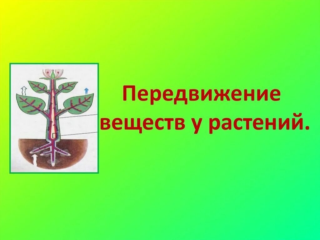 Лабораторная работа по биологии передвижение воды. Передвижение веществ у растений. Транспорт веществ в организме растений. Транспорт веществ у растений. Передвижение веществ по растению.