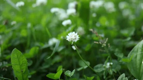 Summer clover