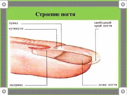 Придатки кожи ногти