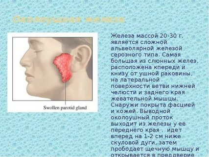 Околоушная железа открывается