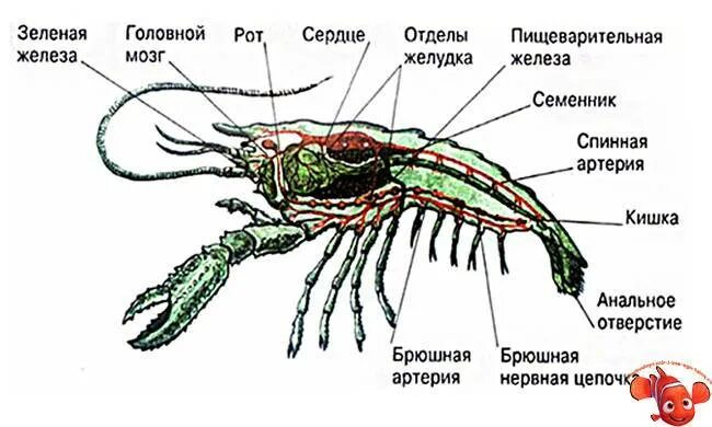 Зеленая железа у ракообразных. Креветки ракообразные строение. внутреннее строение ракообразных. креветка обыкновенная строение. строение лангуста схема.
