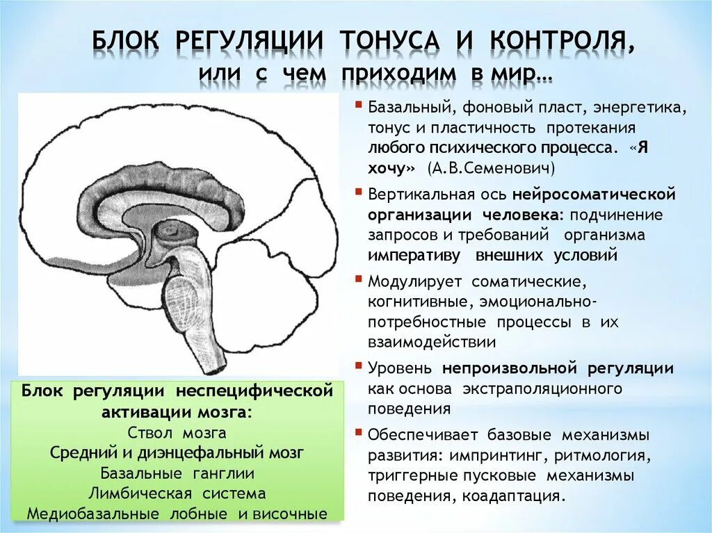 Уровень организации мозга. Блоки мозга по Лурия 1 блок. Функциональные блоки мозга (а. р. Лурия). Третий функциональный блок мозга Лурия. Концепция структурно функциональных блоков мозга Лурия.