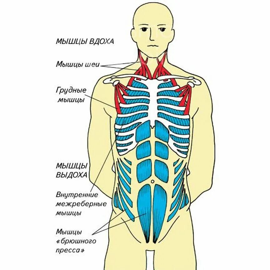 Межреберные мышцы и диафрагма. Межреберные дыхательные мышцы. Наружные дыхательные мышцы. Мышцы участвующие во вдохе.