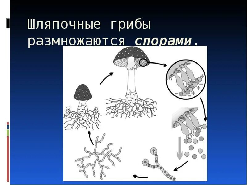 Споры полового размножения грибов. Размножение грибов спорами схема. Размножение шляпочных грибов. Споры шляпочных грибов. Грибы размножаются спорами.