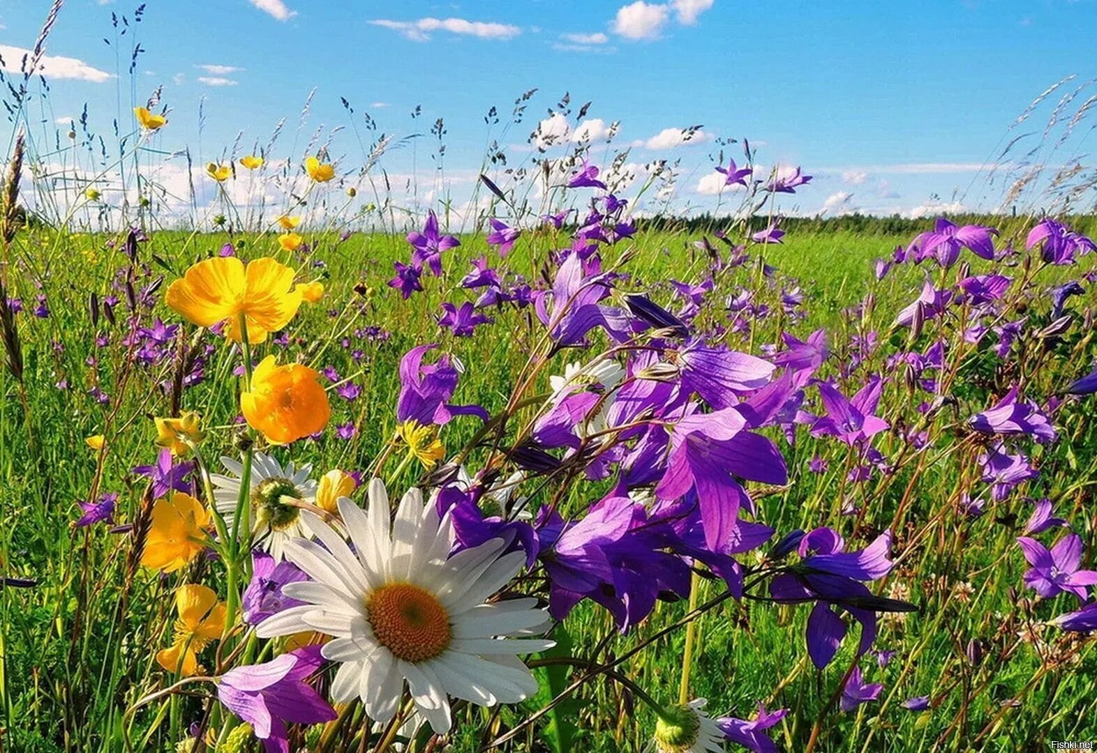 Цветы июля. Июнь природа. Лето июль. Па июль. Летние цветы.