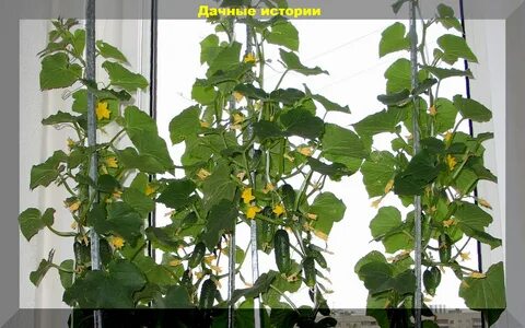 Когда можно сажать огурцы дома