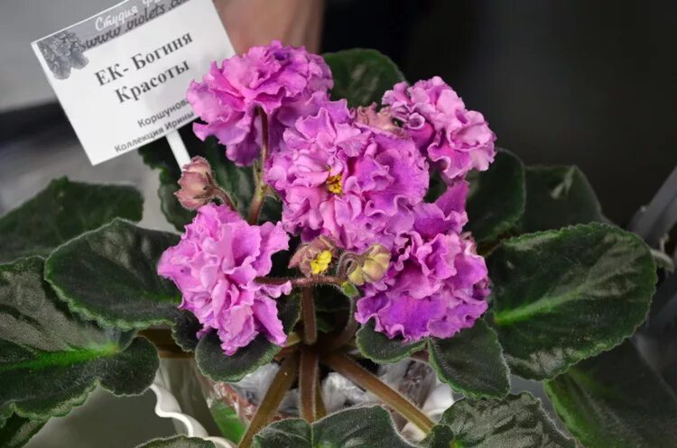 сенполия богиня красоты. фиалка ек богиня красоты. фиалка богиня красоты. фиалка ек тархунчик. ек королева красоты фиалка.