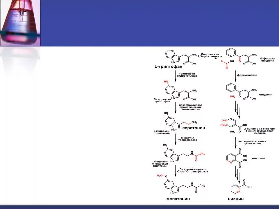 Синтез мелатонина. Мелатонин Синтез из триптофана. Схема синтеза серотонина. Синтез мелатонина из триптофана схема. Синтез из триптофана витамина ниацина.