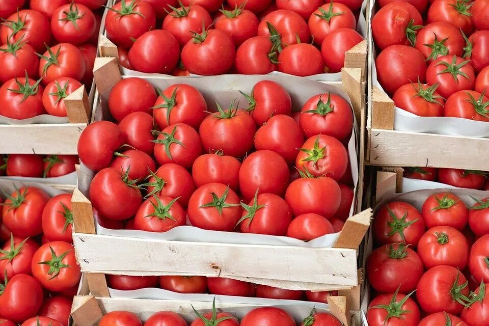 Сколько хранить помидоры