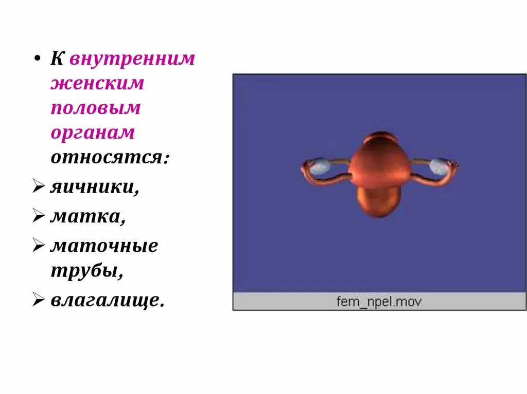 К внутренним половым органам относятся. К внутренним женским органам относится. К внутренним женским половым органам относятся. К внутренним половым органам не относится:.