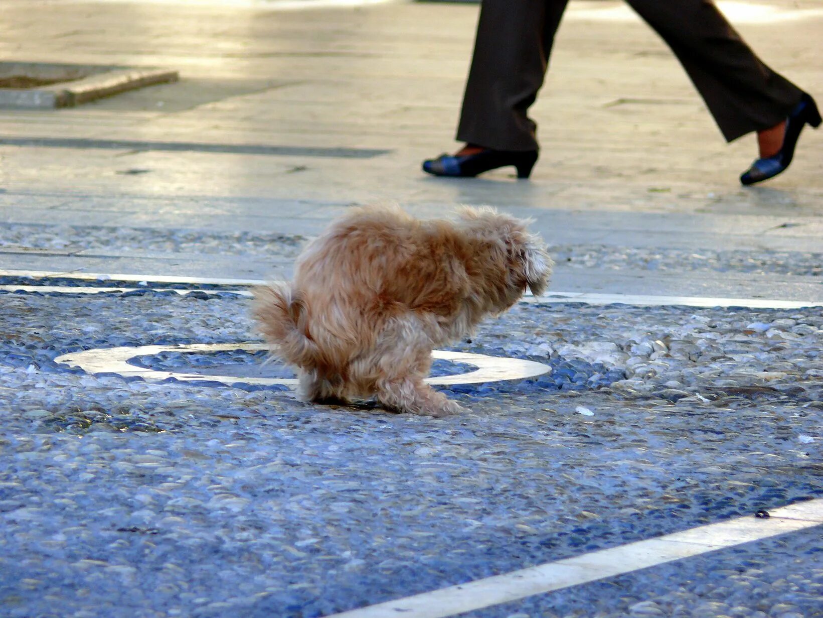 Dog piss. Собака метит. Щенок обмочился паркет. Кобель метит. Собака описалась.