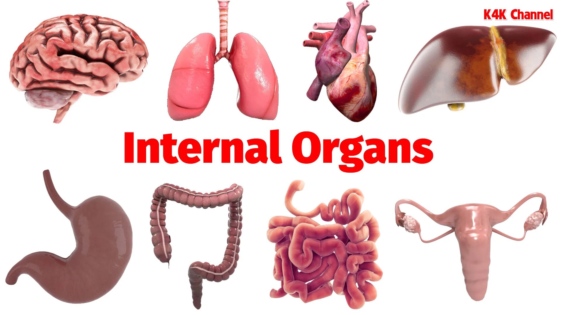 Internal organs. Human Organs Vocabulary. Internal Organs Vocabulary. Human Inner Organs.