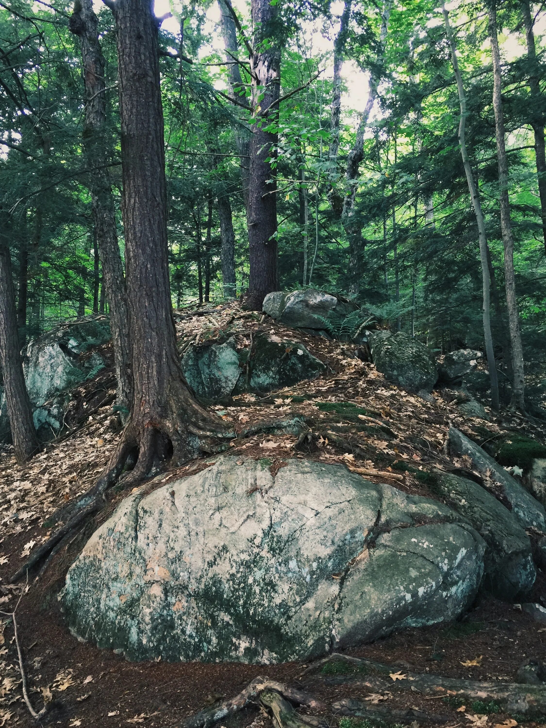 Камень дерева. Каменное дерево. Валун в лесу. Камень в лесу. Огромный камень в лесу.