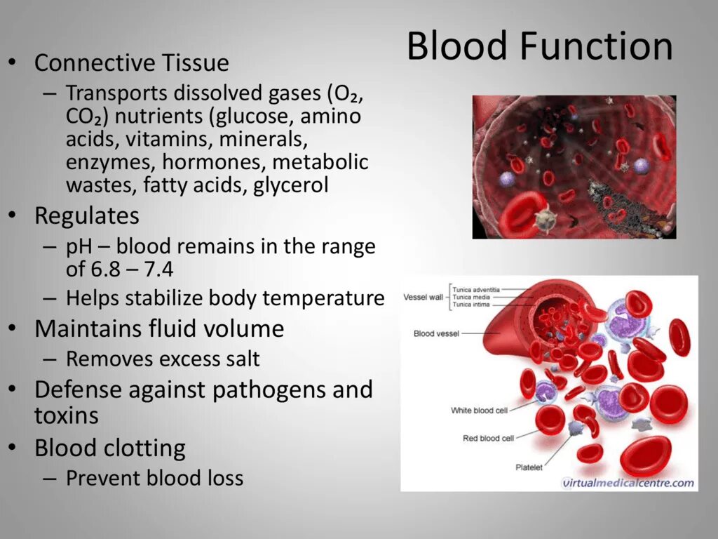 Functions of Blood. Transport function of Blood. Функции крови.