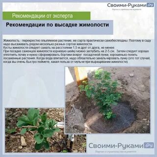Жимолость любит почву