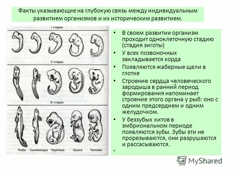 Где и как развивается плод млекопитающих. Этапы развития зародышей человека и позвоночных. Этапы эмбрионального развития позвоночных животных. Эмбриология стадии развития эмбриона. Эмбриональное развитие зародышей позвоночных.