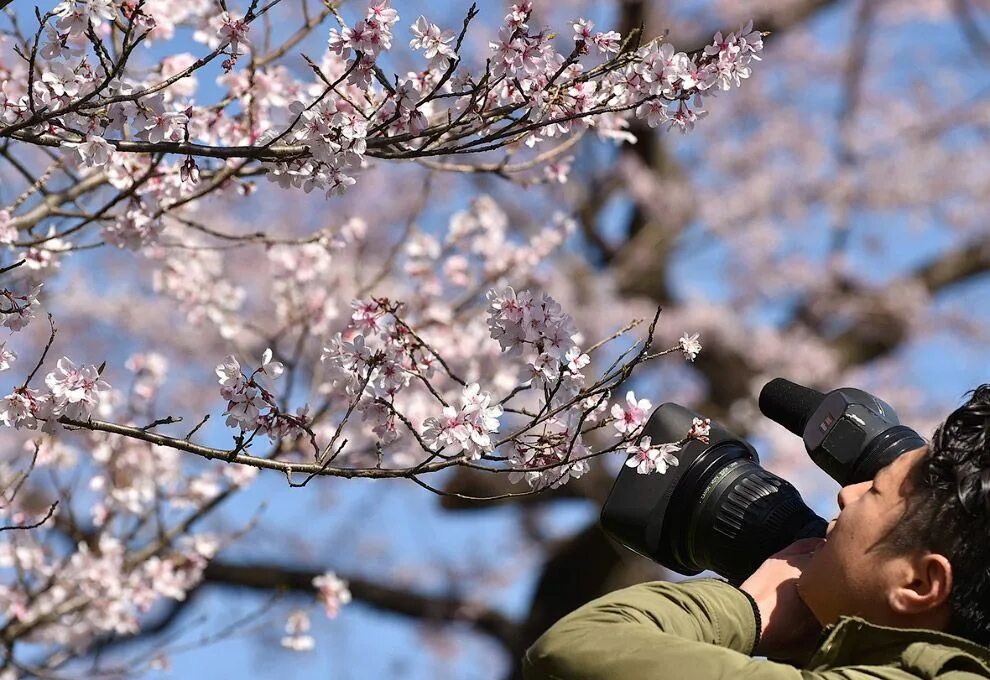 Воздушный змей и цветущая вишня. Meet you at the blossom новелла. Япония достопримечательности фото. Новеллы скриншоты. Демоны бледной сакуры новелла.