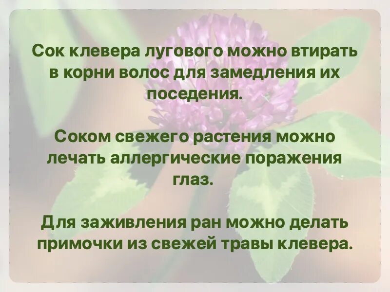 Вред клевера для человека. Клевер лугового лекарственные препараты. клевер применение. чем полезен клевер. использование клевера человеком.