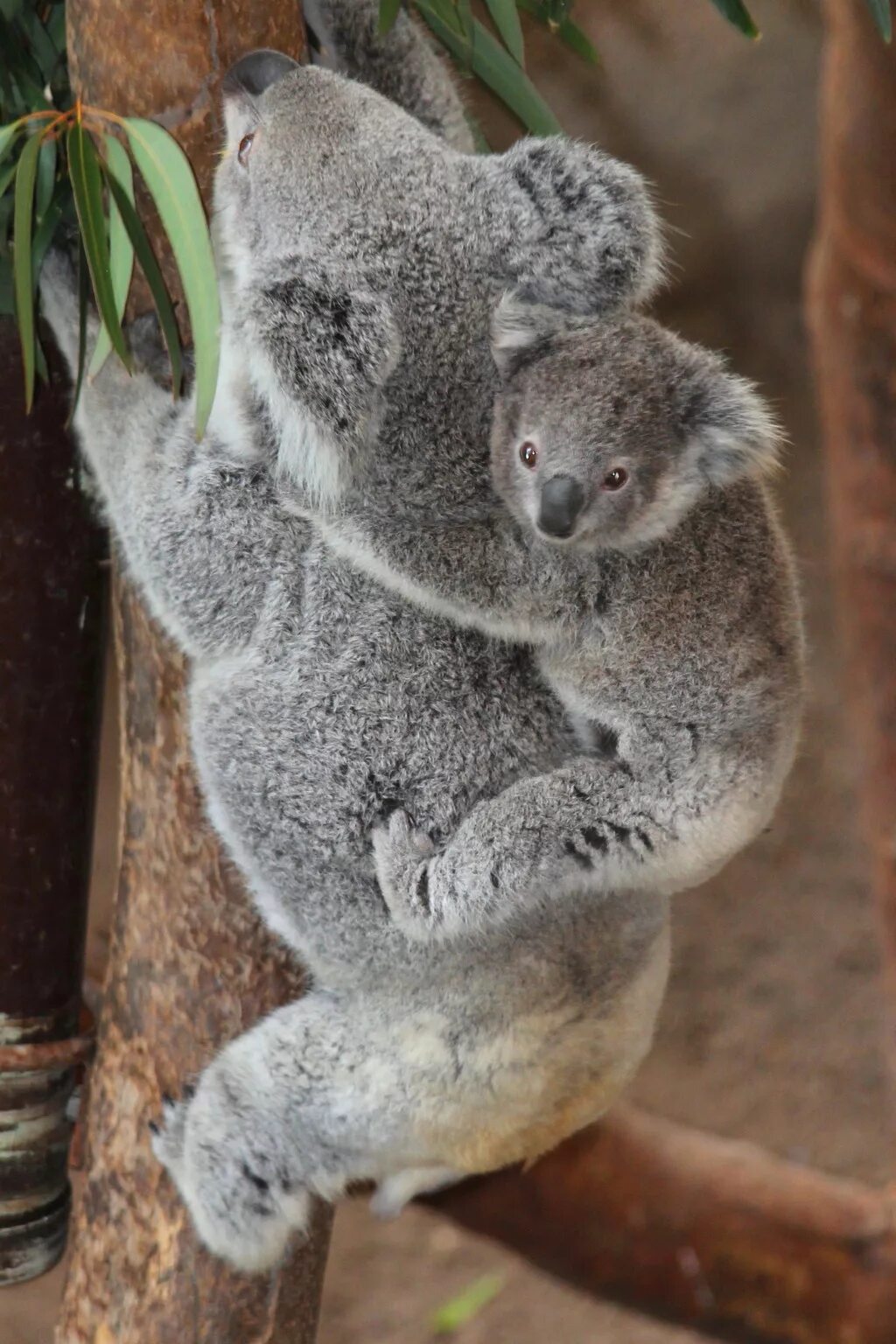 Год коалы. Коала. Коала с детенышем. Мишка коала. Самка коалы.