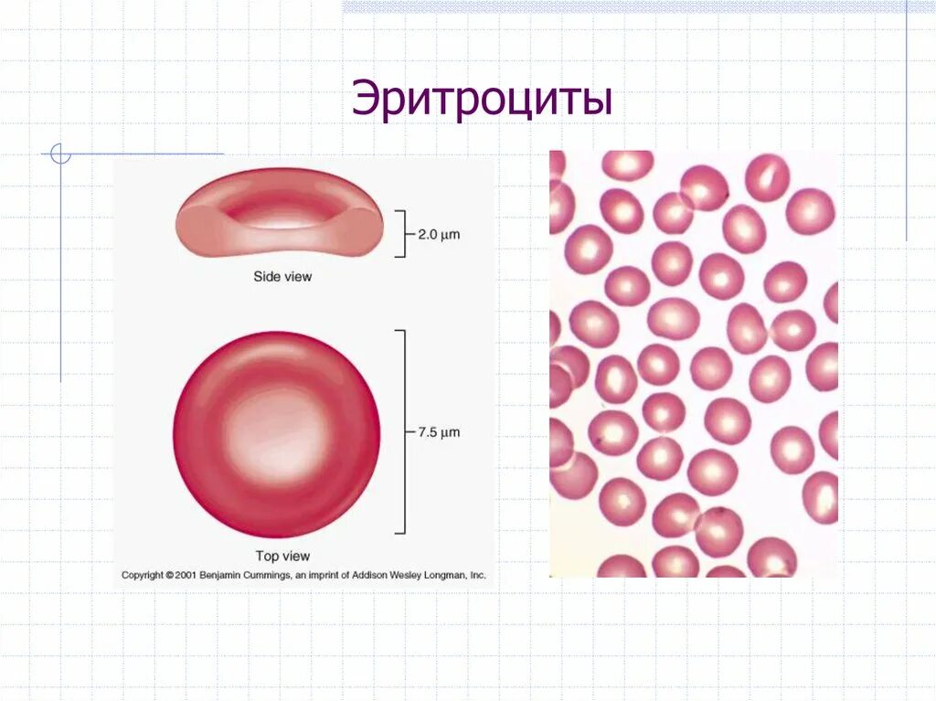 Строение эритроцита человека. Эритроцит рисунок строение. Строение эритроцитов человека рисунок. Эритроциты в крови строение рисунок.