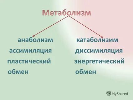 Ассимиляция и диссимиляция это