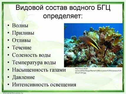 Прибрежная экосистема