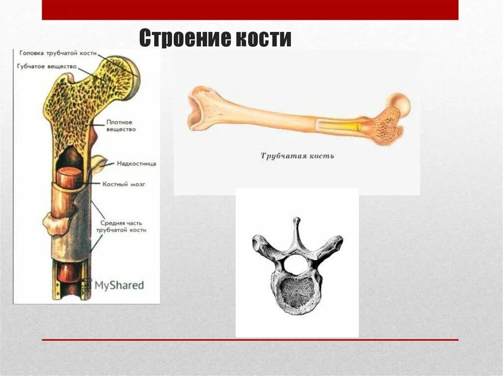 Трубчатая кость строение анатомия. Трубчатые кости что это. Схема строения трубчатой кости. Внешнее и внутреннее строение трубчатой кости. Трубчатые кости что это.