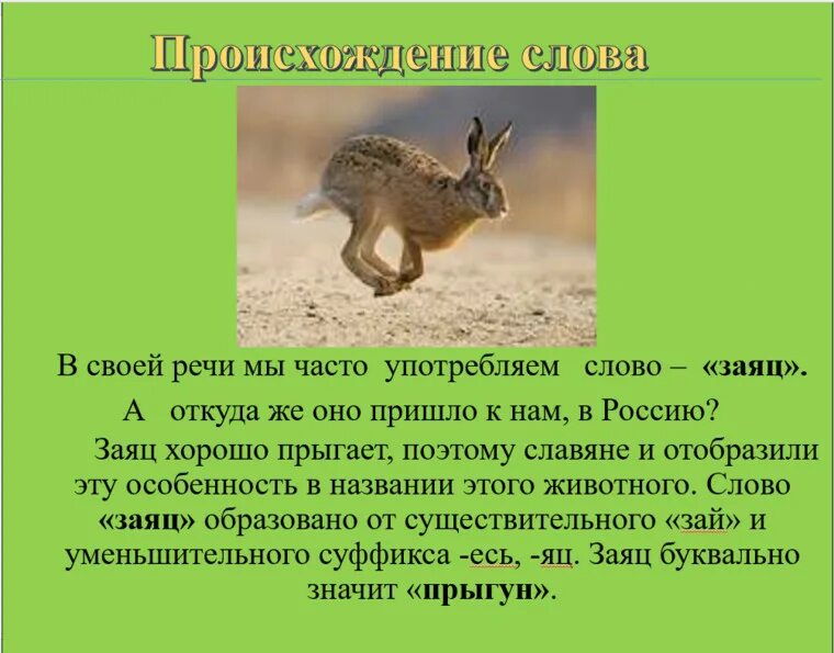 Рассказ о слове заяц. Проект о слове заяц. Заяц однокоренные слова. Слово проект о слове заяц.