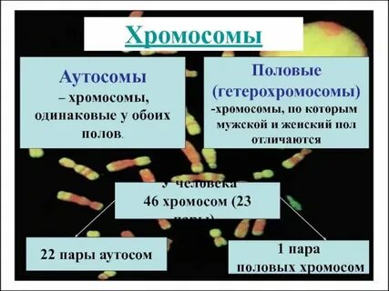 Сколько аутосом содержится в яйцеклетке