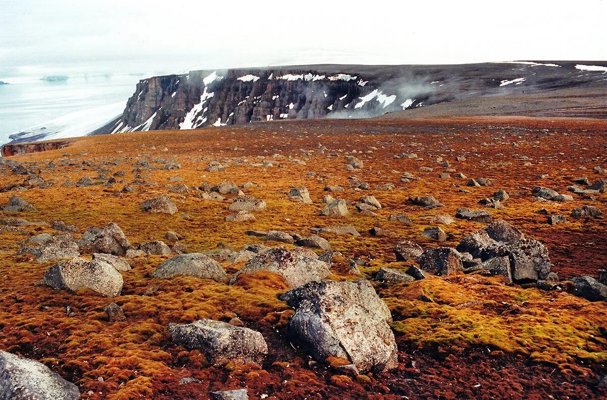 Северная земля леса. Арктика земля франца иосифа. Северная земля леса. Остров рыбачий мурманская область. Северная земля леса.