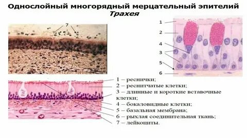 Что значит большое количество эпителиальных клеток