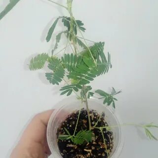 Мимоза стыдливая выращивание