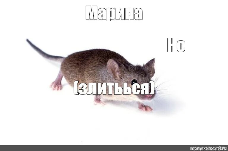 Мем с мышкой. Мышь мем. мышь крадется. крысы мыши мем. мышь кродеца.