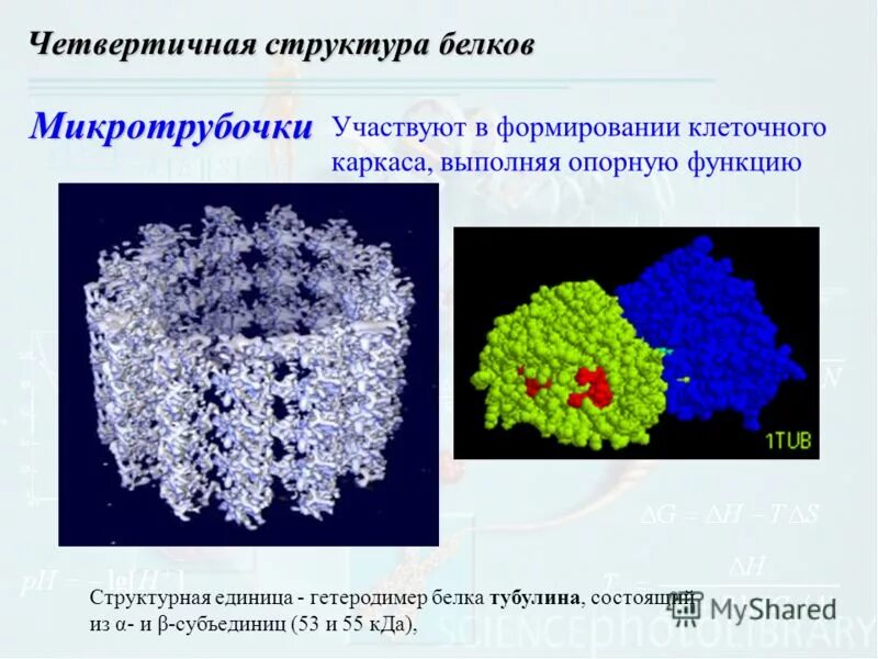 Синтез белков тубулинов