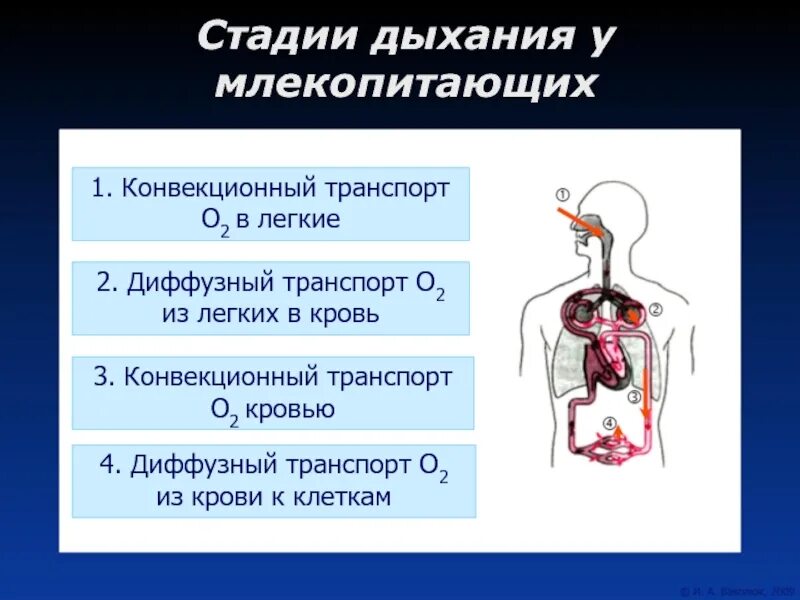 Первая стадия дыхания. Этапы дыхания человека физиология. конвекция в дыхательной системе. конвекция физиология дыхания. этапы системы дыхания.