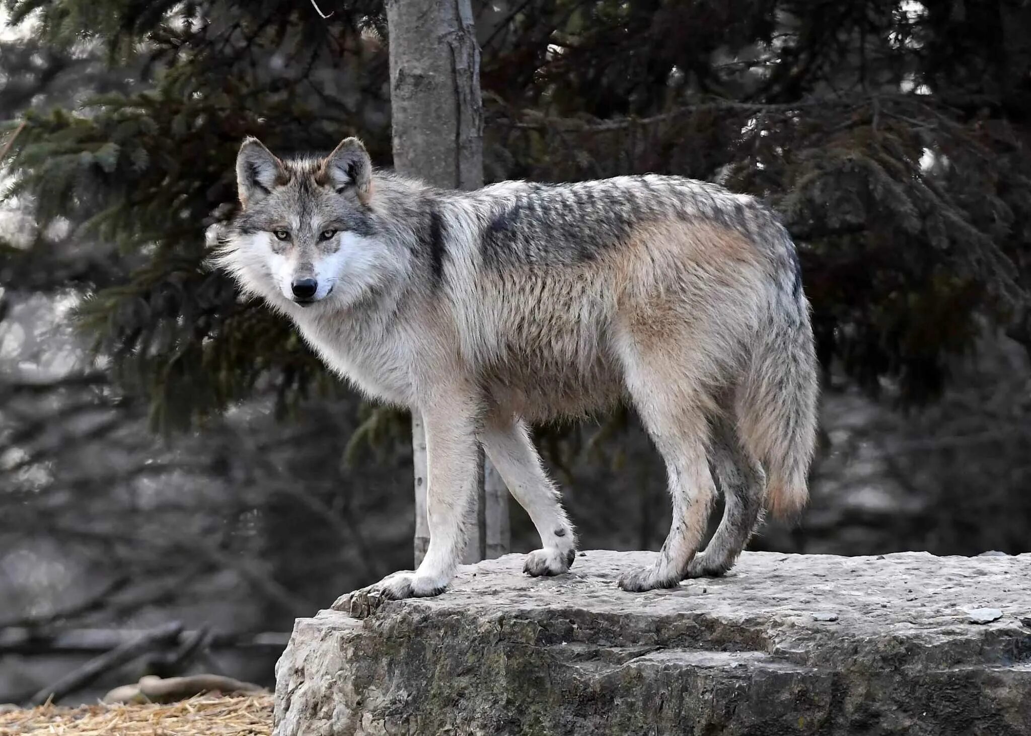 Животные белорецка. Кенайский волк canis Lupus alces. Среднерусский Лесной волк. Волк серый обыкновенный. Тебердинский заповедник волки.