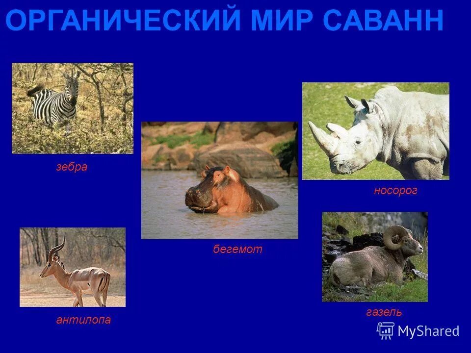 органический мир африки. животные и растительный мир африки. органический мир африки. гилея животный мир африки в гилее. органический мир саванны.