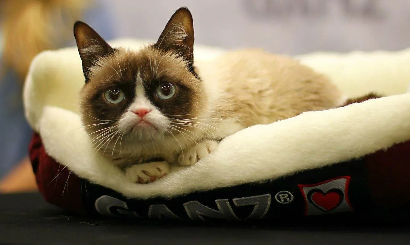 Grumpy cat. Grumpy cat
