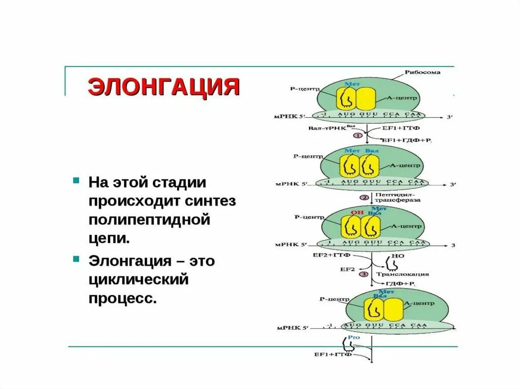 Этапы трансляции биосинтеза белка инициация элонгация терминация. Синтез белка трансляция этапы инициация элонгация. Этапы трансляции биосинтеза белка инициация. Этапы синтеза белка биохимия. Первый этап трансляции