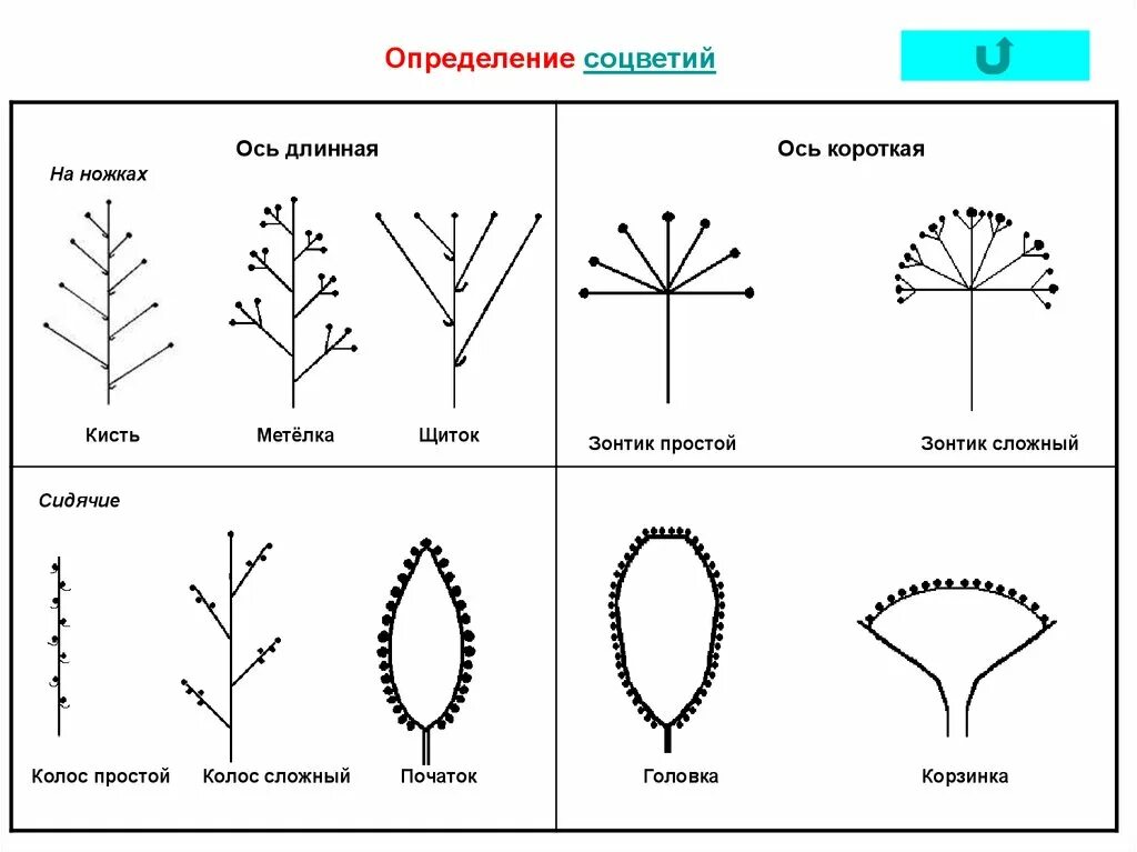 Какой тип соцветия. Монохазий. Определенные соцветия. Сложные соцветия. Развилина соцветие примеры растений.