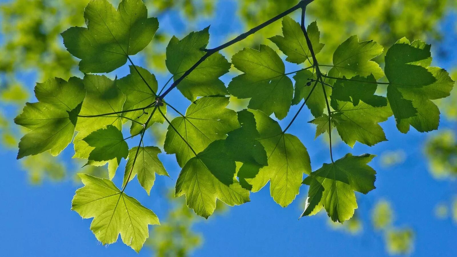 Какие листья летом. Какие листья летом