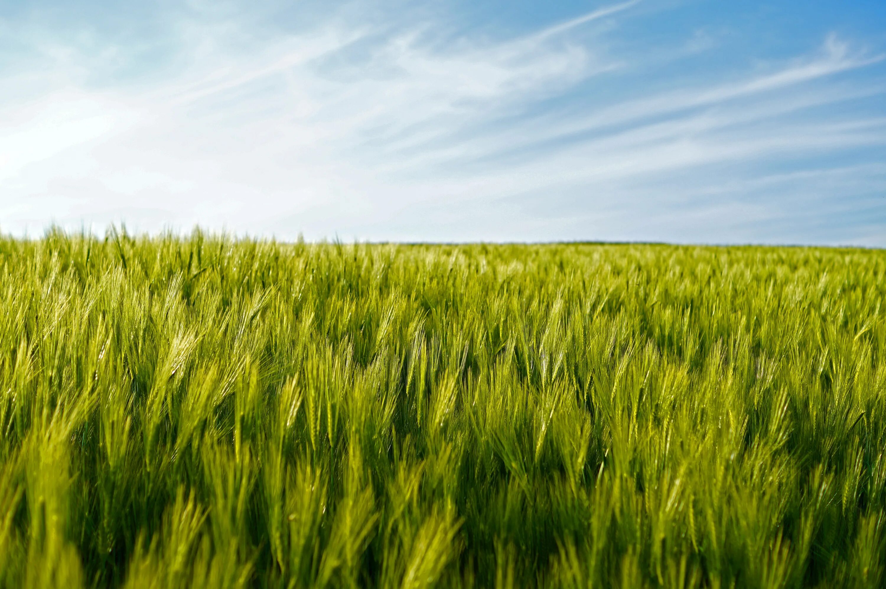Wheat field
